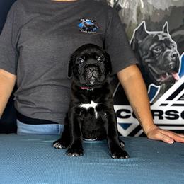Pink Collar Black Female 6wk - Black female Cane Corso puppy in Linden, Texas from Da Boyz Cane Corso