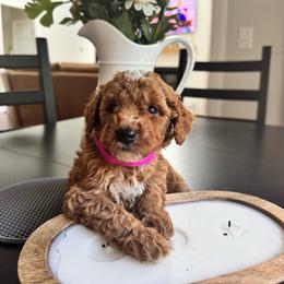 Sunny - Red  female Goldendoodle puppy in Alamance County, North Carolina from Doodle Squad Puppies