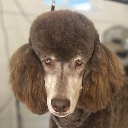 Aussiedoodles and Poodles from BoujeeDoodles