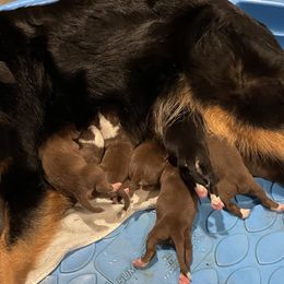 Australian Shepherds and Poodles from The Mason Farm