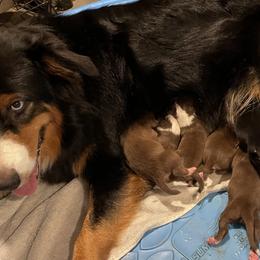 Australian Shepherds and Poodles from The Mason Farm