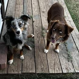 Miniature Australian Shepherd puppies from Backwood Trails Australian Shepherds
