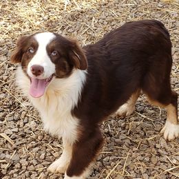 Aspen - Australian Shepherd