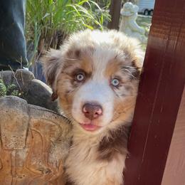 Diesel - Red merle Australian Shepherd puppy in Dover, Florida from Log House Farm Aussies