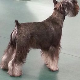 Miniature Schnauzer Puppies from Starbound Miniture Schnauzer's