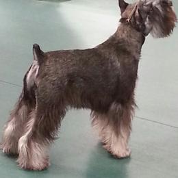 Miniature Schnauzer Puppies from Starbound Miniture Schnauzer's