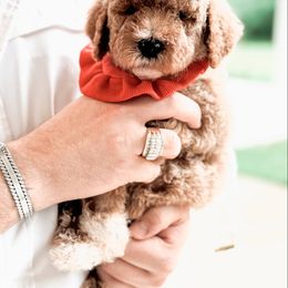 Bernedoodle and Goldendoodle Puppies from Supreme Doodles of Texas