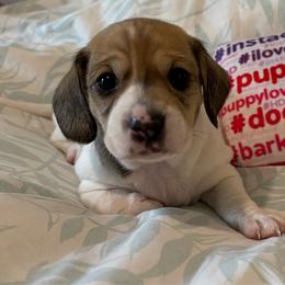 Bubba - Piebald male Dachshund puppy in New Smyrna Beach, Florida from J & L Mini D’s
