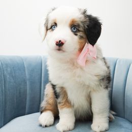 Golden Retriever, Miniature American Shepherd, and Siberian Husky Puppies from HuskiesAndGoldensWithFinesse