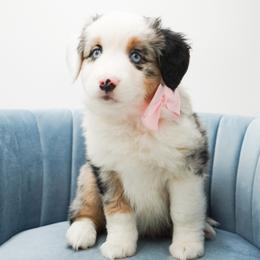 Golden Retriever, Miniature American Shepherd, and Siberian Husky Puppies from HuskiesAndGoldensWithFinesse