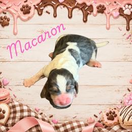 Macaron - Blue tan and white female Basset Hound puppy in Oronogo, Missouri from Dutton's Show Me Farms