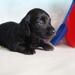 Kelly - Black female Dachshund puppy in Pace, Florida from Shoebox Doxie’s