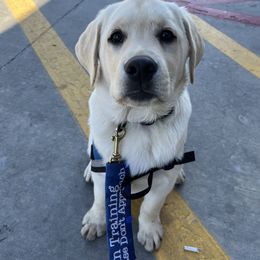 Labrador Retriever Puppies from Wagador Labrador Retrievers