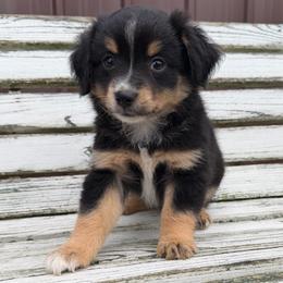 Splash - Black tri male Miniature Australian Shepherd puppy in Licking, Missouri from Burnett Aussies