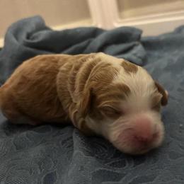 Boy 2 - Red  male Goldendoodle puppy in Bradenton, Florida from Christianna’s Mini Goldendoodles