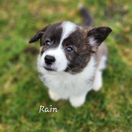 Rain - Brindle and white female American Corgi puppy in Concrete, Washington from Wigglebutts American Corgis