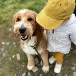 Doug - Goldendoodle