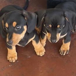 Dachshunds from Odessa's Dachshunds