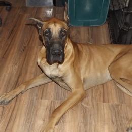Spencer - Great Dane