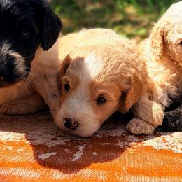 Luvdisc - Parti female Goldendoodle puppy in Captain Cook, Hawaii from Big Island Goldendoodles