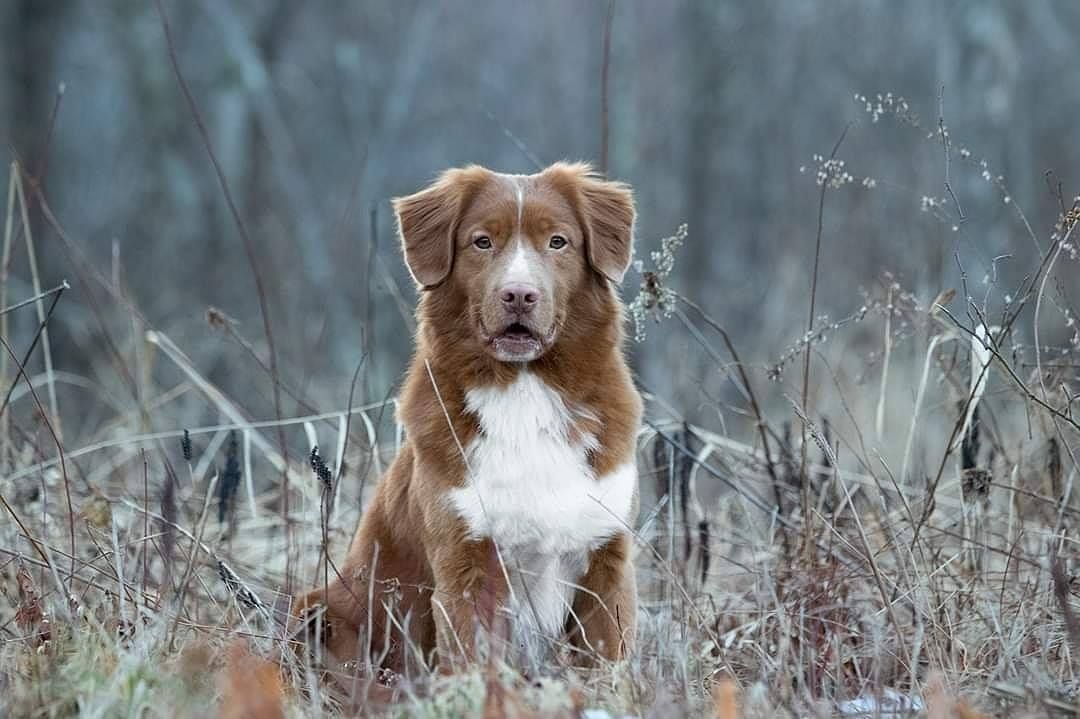 Hawks Nest Kennel in Connecticut Nova Scotia Duck Tolling Retriever