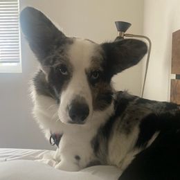 American Corgis from Stephanie's Corgis