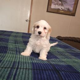 Logan - Buff and white male Cockapoo puppy in Copan, Oklahoma from Tatums cavapoos