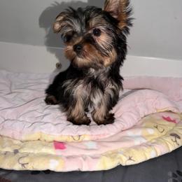 Bunny - Blue and gold male Yorkshire Terrier puppy in Fort Myers, Florida from Katherine’s Yorkies and Poodles