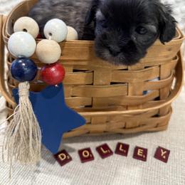 Shichon Puppies from Burton Creek Puppies
