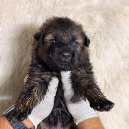 Boy 1 - Sable male German Shepherd puppy in Hollis Center, Maine from Noble German Shepherds of Maine