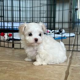 Fern - Cream female Havanese puppy in Apopka, Florida from Dunhill Havanese