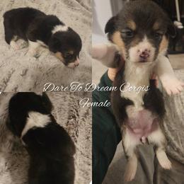 Girl 4 - Black and tan female Pembroke Welsh Corgi puppy in Ridgeville, Indiana from Bonvillian Pups
