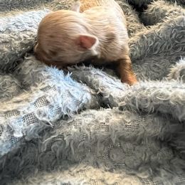 Chihuahua Puppies from Hawk's Eye Homestead