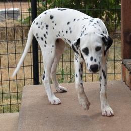 Millie - White and black female Dalmatian puppy in Weatherford, Texas from Texas Legacy Dalmatians