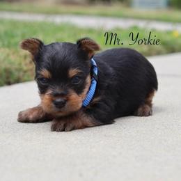 Ferb - Black and tan male Yorkshire Terrier puppy in Ceres, California from Mr.Yorkie