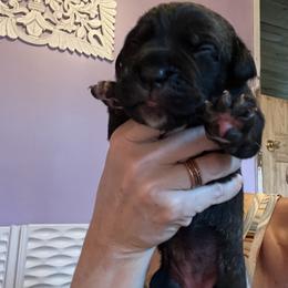 Light blue collar Fitch - Chestnut brindle female Cane Corso puppy in Tennessee from Nuovo Inizi Kennels
