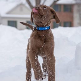Chesapeake Bay Retriever Puppies from Twin Oak's Chesapeakes