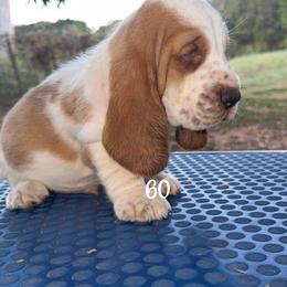 MC 60 - Red and white male Basset Hound puppy in Conway, Missouri from Ozark Mountain Kennel