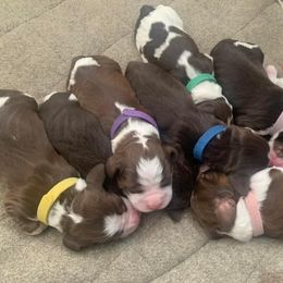 English Springer Spaniel puppies from 7UL Springers
