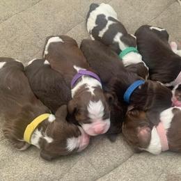English Springer Spaniel puppies from 7UL Springers
