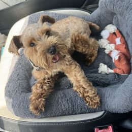 Caroline - Miniature Schnauzer