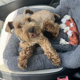 Caroline - Miniature Schnauzer
