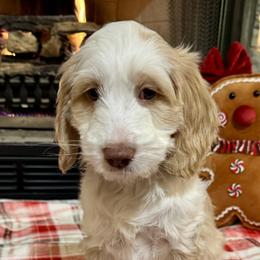 Donner - Caramel ice female Australian Labradoodle puppy in Harrisonville, Missouri from Blessed Day Doodles