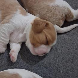 Frisco - Blenheim male Cavalier King Charles Spaniel puppy in West Plains, Missouri from God's Designs Cavaliers