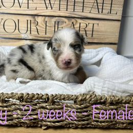 Australian Shepherd Puppies from Kayla's Aussies