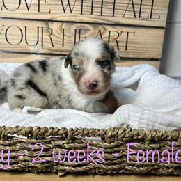 Australian Shepherd Puppies from Kayla's Aussies