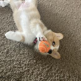 Pembroke Welsh Corgi Puppies from Crownwyn Corgis