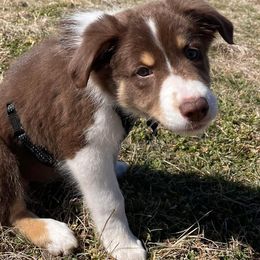 Australian Shepherds, German Shepherds, and Miniature Australian Shepherds from Dry Creek Puppies, LLC