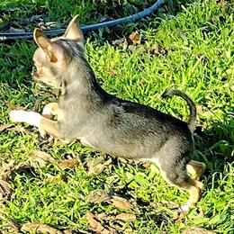 Chihuahua Puppies from Small and Mighty Chihuahuas
