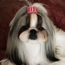 Lani - Shih Tzu